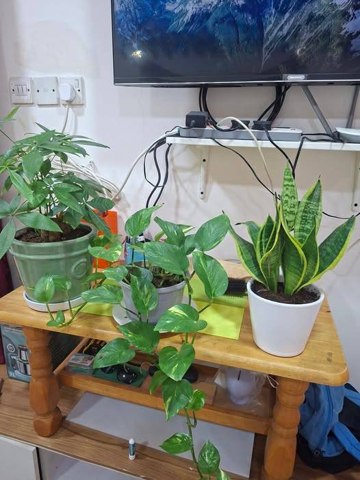 Take all ceramic pot free delivery dm whatsup