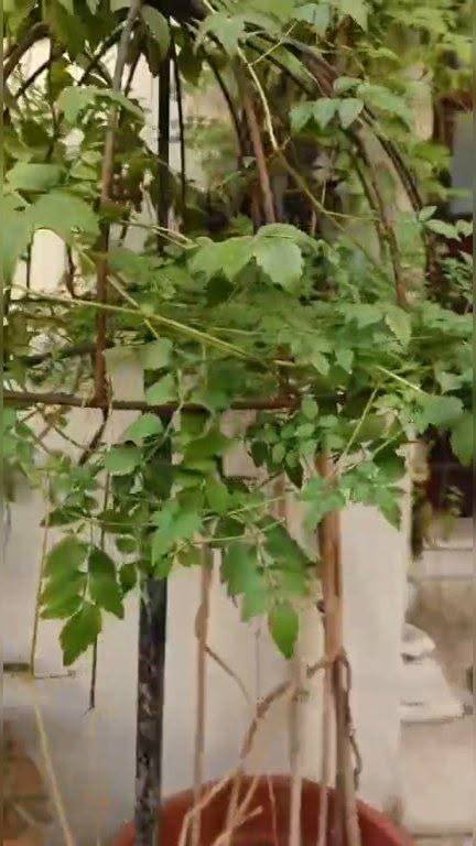 Plants and birds face bahrainmalayalees Pl Plants and