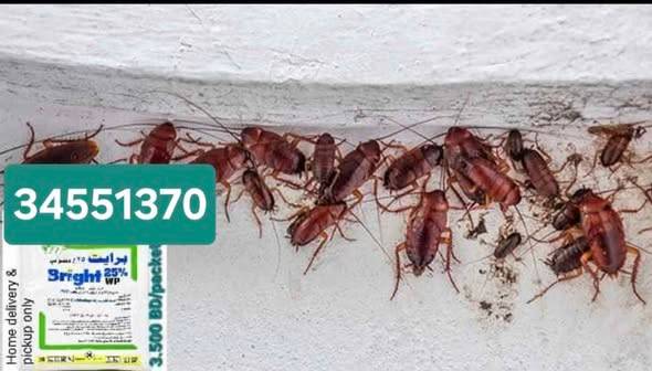 Wp Bright cockroach powder all types of bed