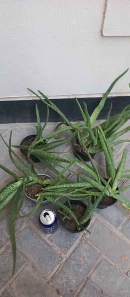 Healthy grown without chemicals aloe vera plants Can